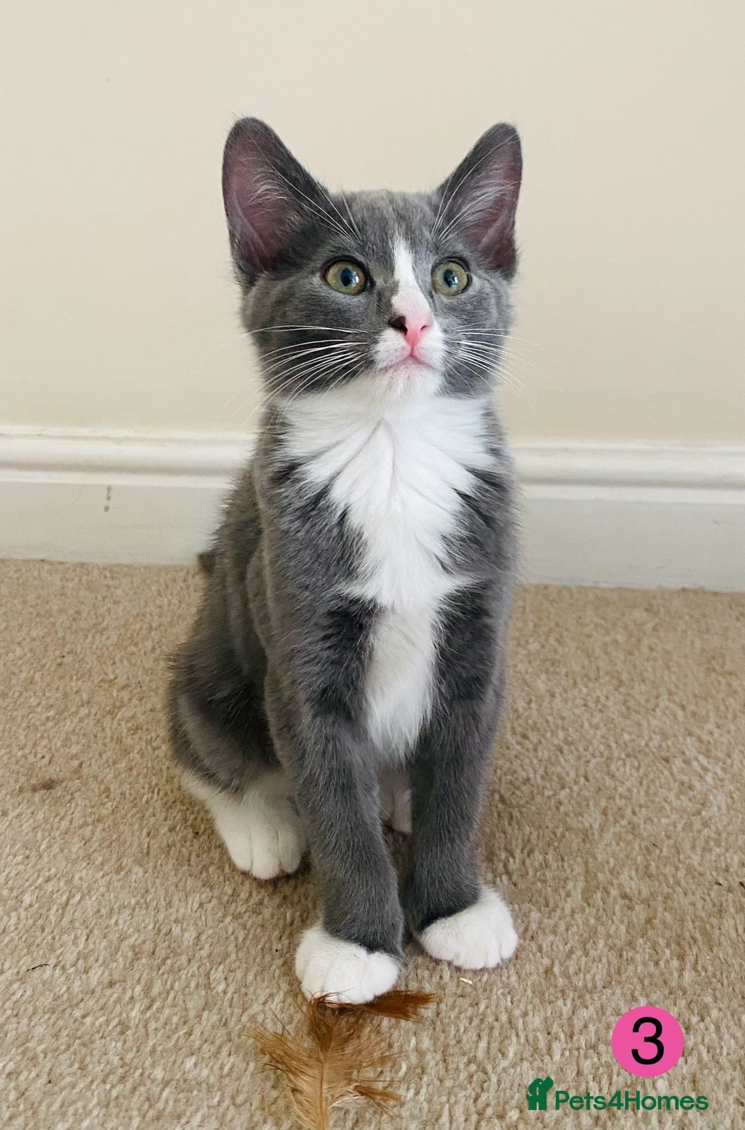 Domestic Shorthair cats for sale: Ragdoll Cross X DSH - Image 3
