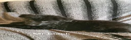 German Shepherd dogs for sale: German shepherd puppies  - Advert 13
