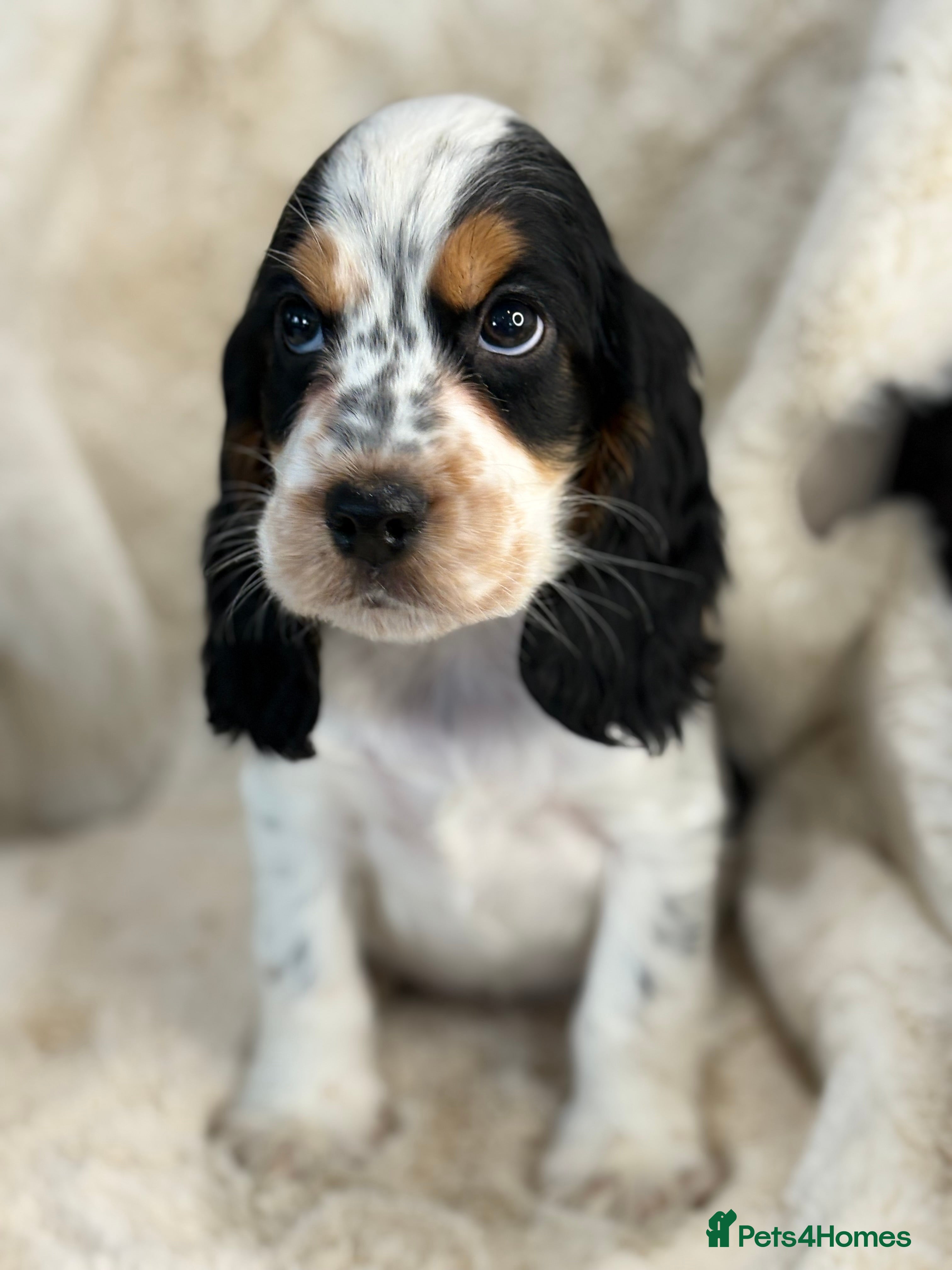 Cocker Spaniel dogs Top quality cocker spaniel pups  - Advert 16