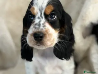 Cocker Spaniel dogs Top quality cocker spaniel pups - Advert 16