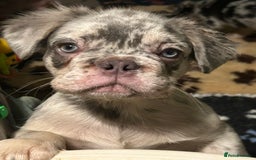 French Bulldog dogs for sale: x2 boys🔥🐾Ready Now🔥🐾Fluffy French bulldogs🔥🐾 in Rotherham - Image 36