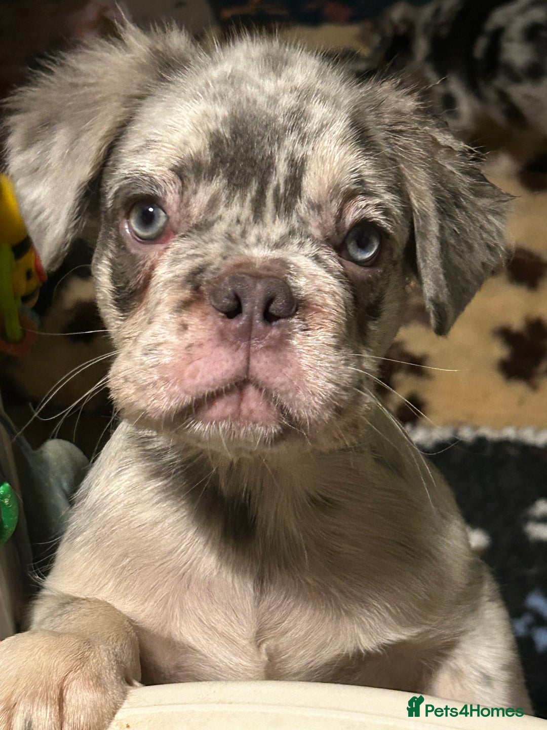 French Bulldog dogs for sale: x2 boys🔥🐾Ready Now🔥🐾Fluffy French bulldogs🔥🐾 in Rotherham - Image 36