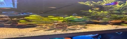 Bettas fish for sale: Tropical fish bundle  - Advert 3