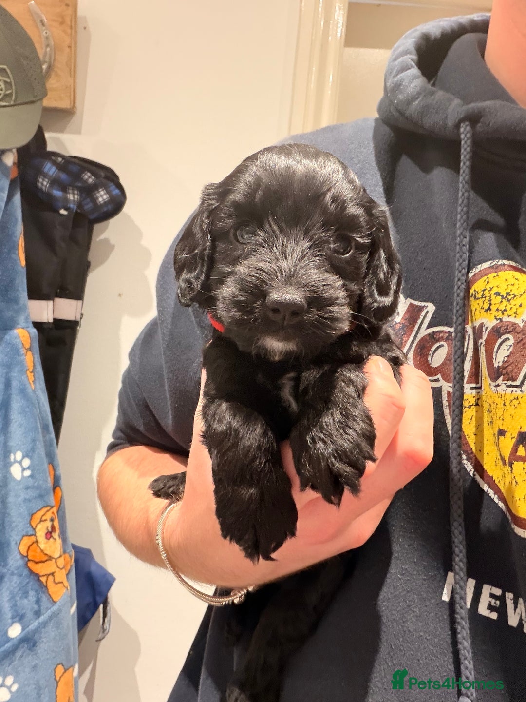 Cockapoo dogs for sale: Miniature Cockapoos  - Image 5