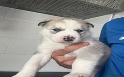 Siberian Husky dogs for sale: Male Siberian Husky Pups  - Image 2