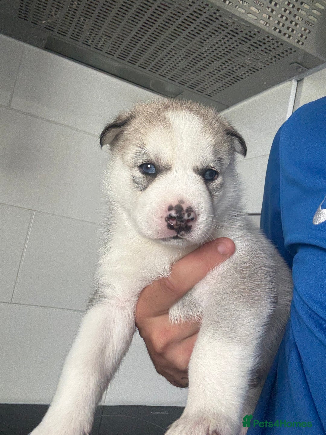 Siberian Husky dogs for sale: Male Siberian Husky Pups  - Image 2