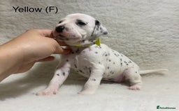 Dalmatian dogs for sale: Stunning KC dalmation puppies for sale! - Image 10