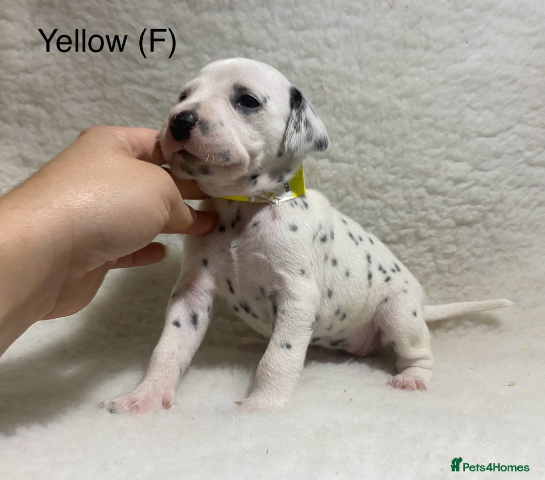 Dalmatian dogs for sale: Stunning KC dalmation puppies for sale! - Image 10