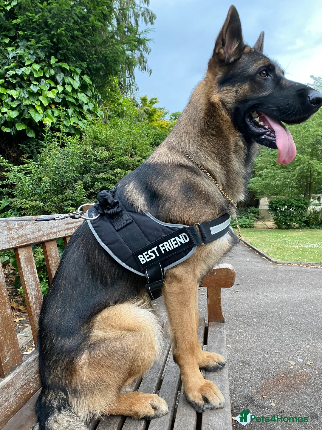 German Shepherd dogs for stud: Morgan  in Wembley - Advert 7