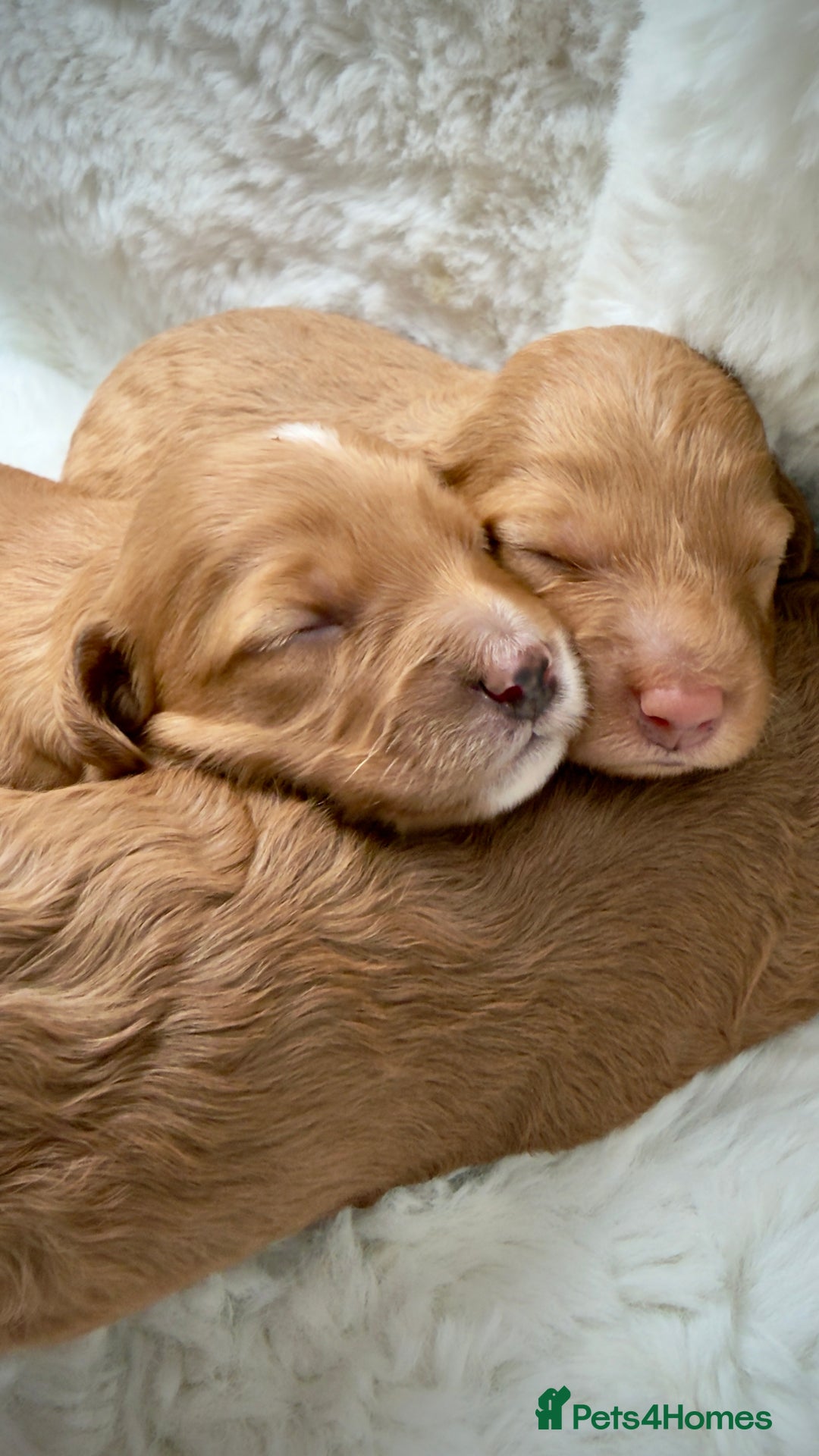 Cockapoo dogs for sale: Gorgeous F2 Cockapoo Puppies  - Advert 7