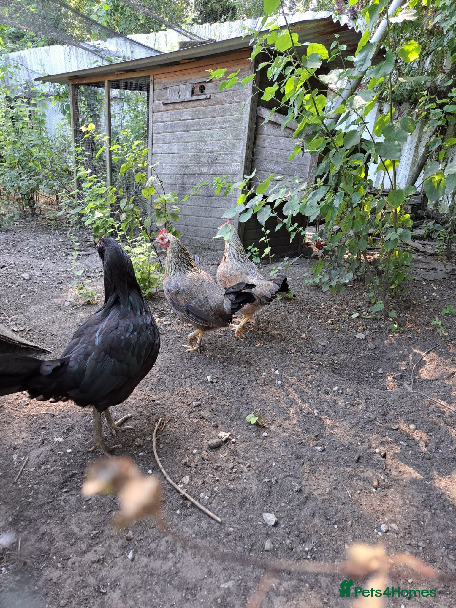 Chickens poultry Free to good home 4 old hens  - Advert 11