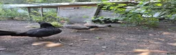 Chickens poultry for sale: Free to good home 4 old hens  in Stoke-on-Trent - Advert 1