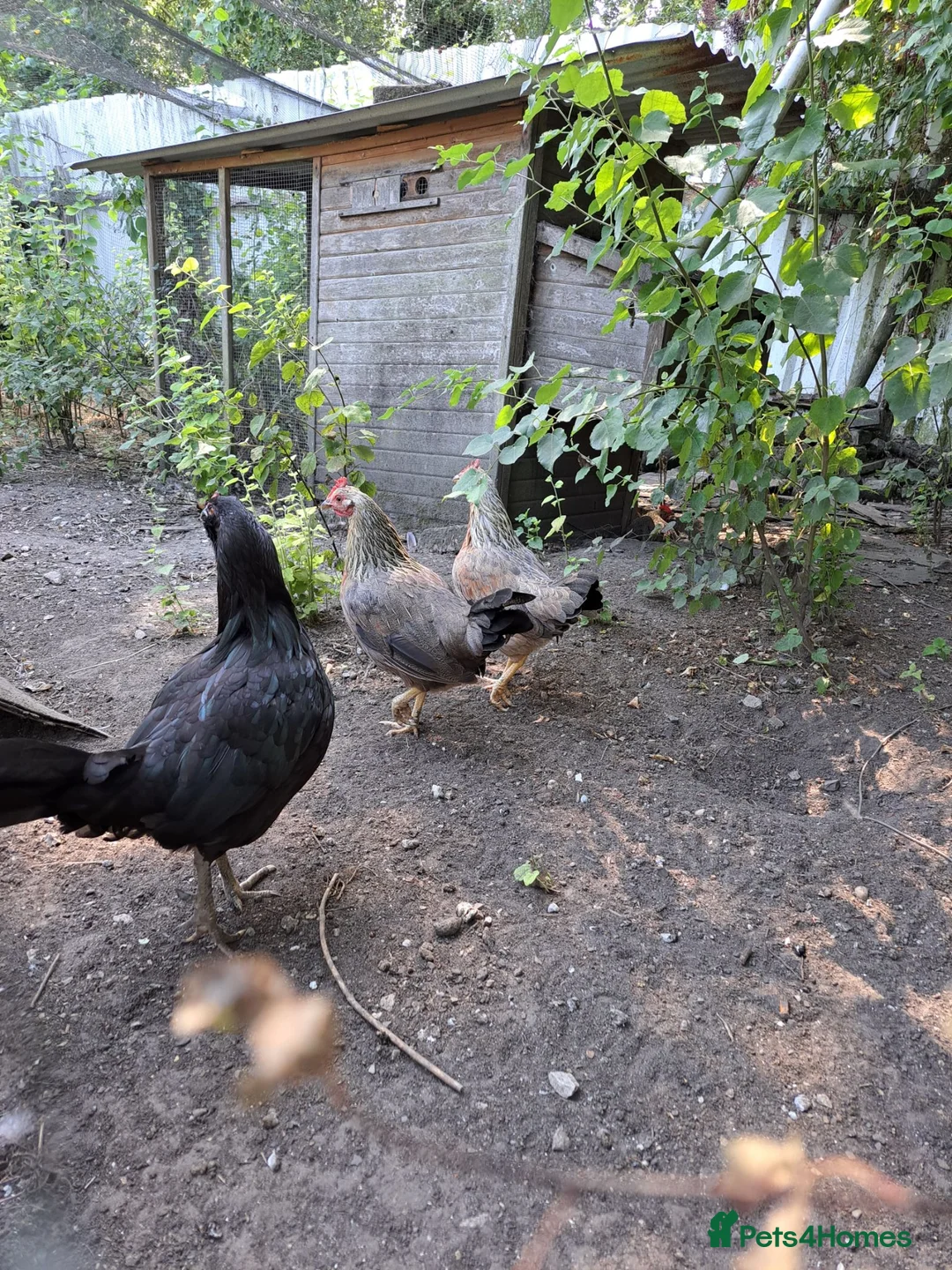 Chickens poultry for sale: Free to good home 4 old hens  in Stoke-on-Trent - Advert 1