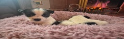 Jack Russell dogs for sale: Jack Russell pups  - Advert 6