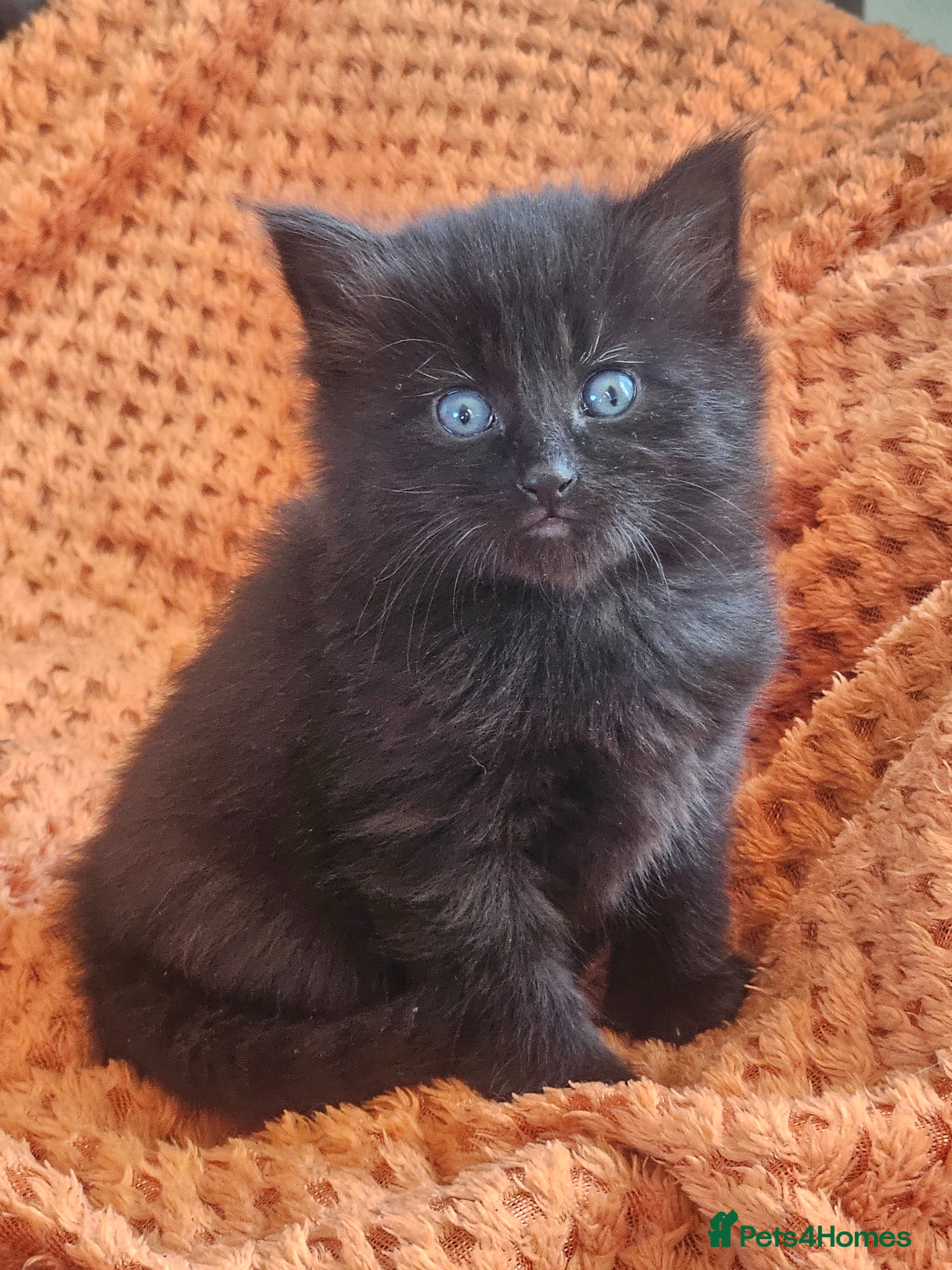 Mixed Breed cats Gorgeous mixed  - Advert 9