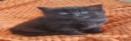 Mixed Breed cats for sale: Gorgeous mixed  - Advert 1