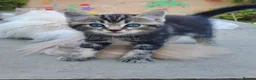Mixed Breed cats for sale: Half Pedigree kittens - Advert 17