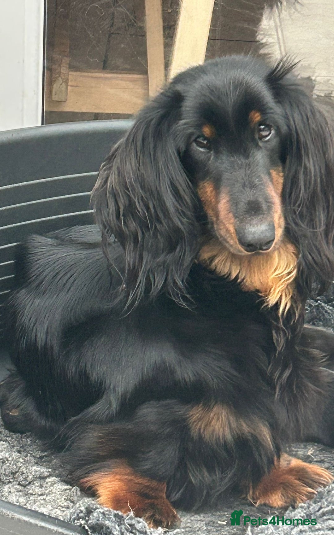 Dachshund dogs for sale: Long haired mini Daschund  - Advert 11