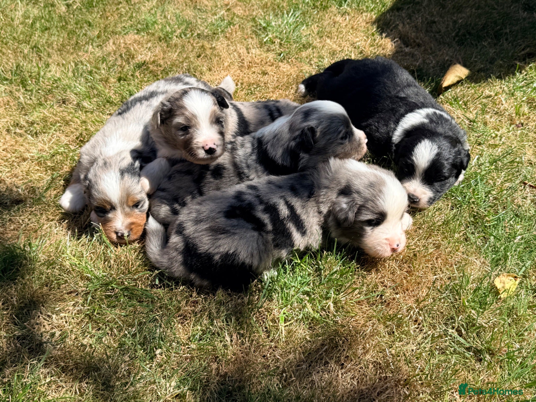 Miniature American Shepherd dogs Miniature American Shepherd Puppies - Advert 1