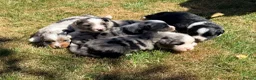 Miniature American Shepherd dogs for sale: Miniature American Shepherd Puppies in Fleetwood - Advert 1