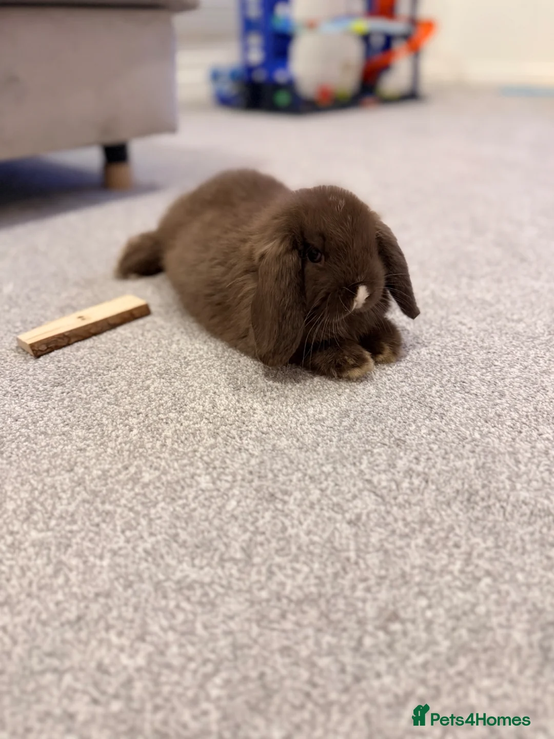 Mini Lop rabbits for sale: Chocolate mini lop - Advert 5
