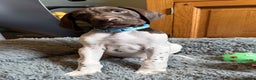 German Shorthaired Pointer dogs for sale: KC GSP Pups Health Tested Parents - Advert 29