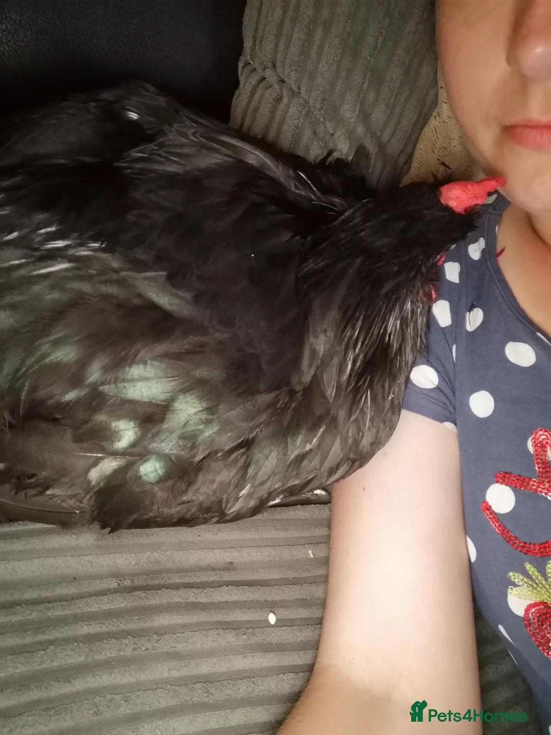 Chickens poultry for sale: Jersey giant male free - Advert 3