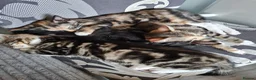 Mixed Breed cats for sale: Cute kittens🐈🐈‍⬛ - Advert 4