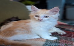 Maine Coon cats for sale: Maine Coon Kittens - Image 20