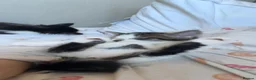Mixed Breed cats for sale: 2 male kittens for sale  in Bexleyheath - Advert 2