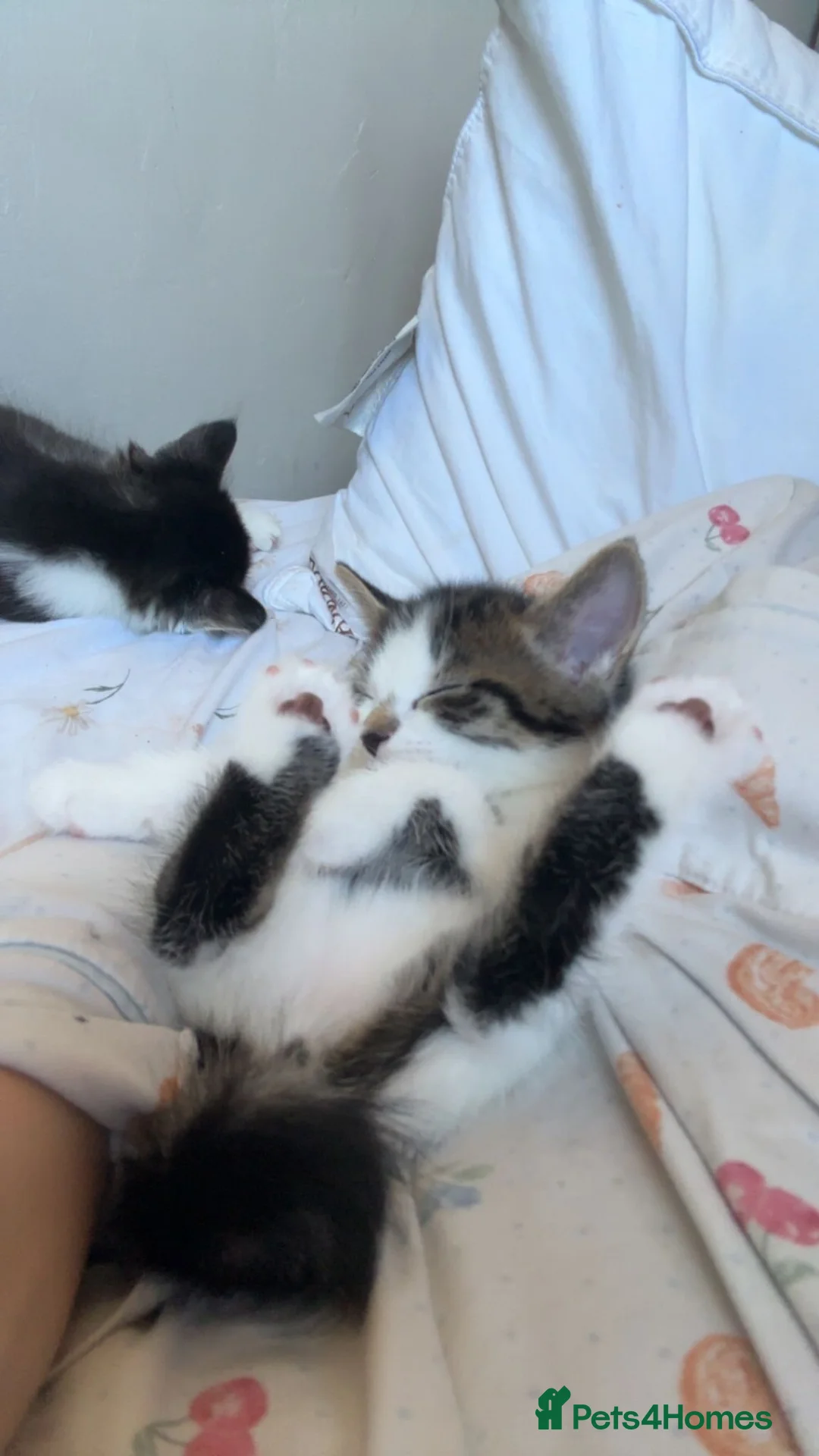 Mixed Breed cats for sale: 2 male kittens for sale  in Bexleyheath - Advert 2