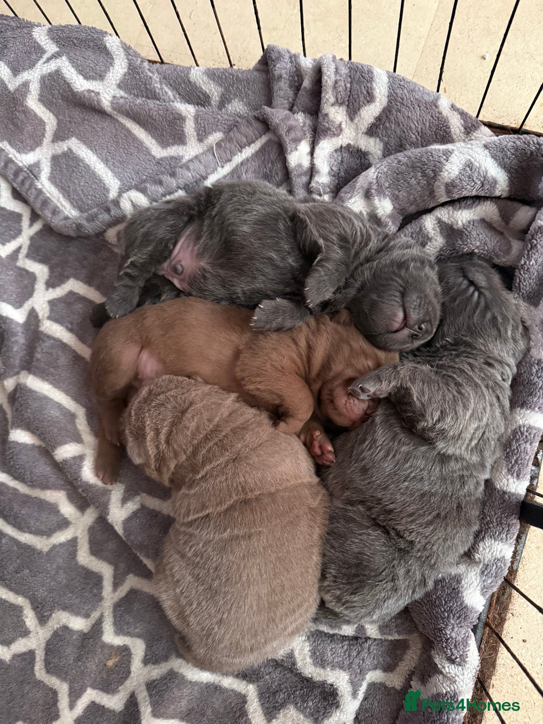 Shar Pei dogs for sale: 3 beautiful shar Pei puppy’s  - Image 10