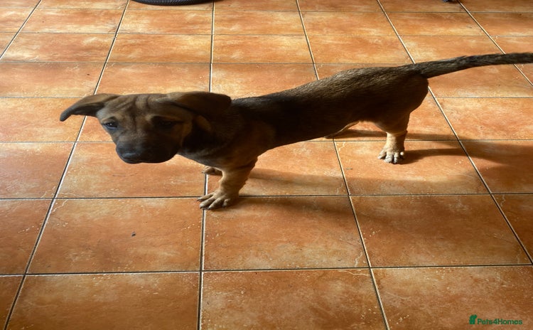 Mixed Breed dogs - Advert 2