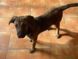 Mixed Breed dogs - Advert 1