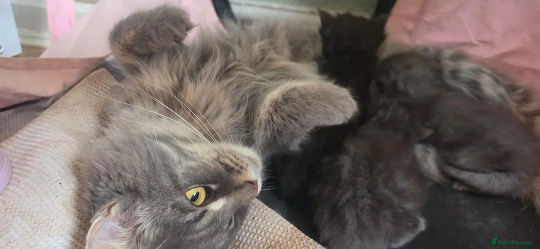 Maine Coon cats for sale: Beautiful mainecoon kittens 😸  - Advert 1