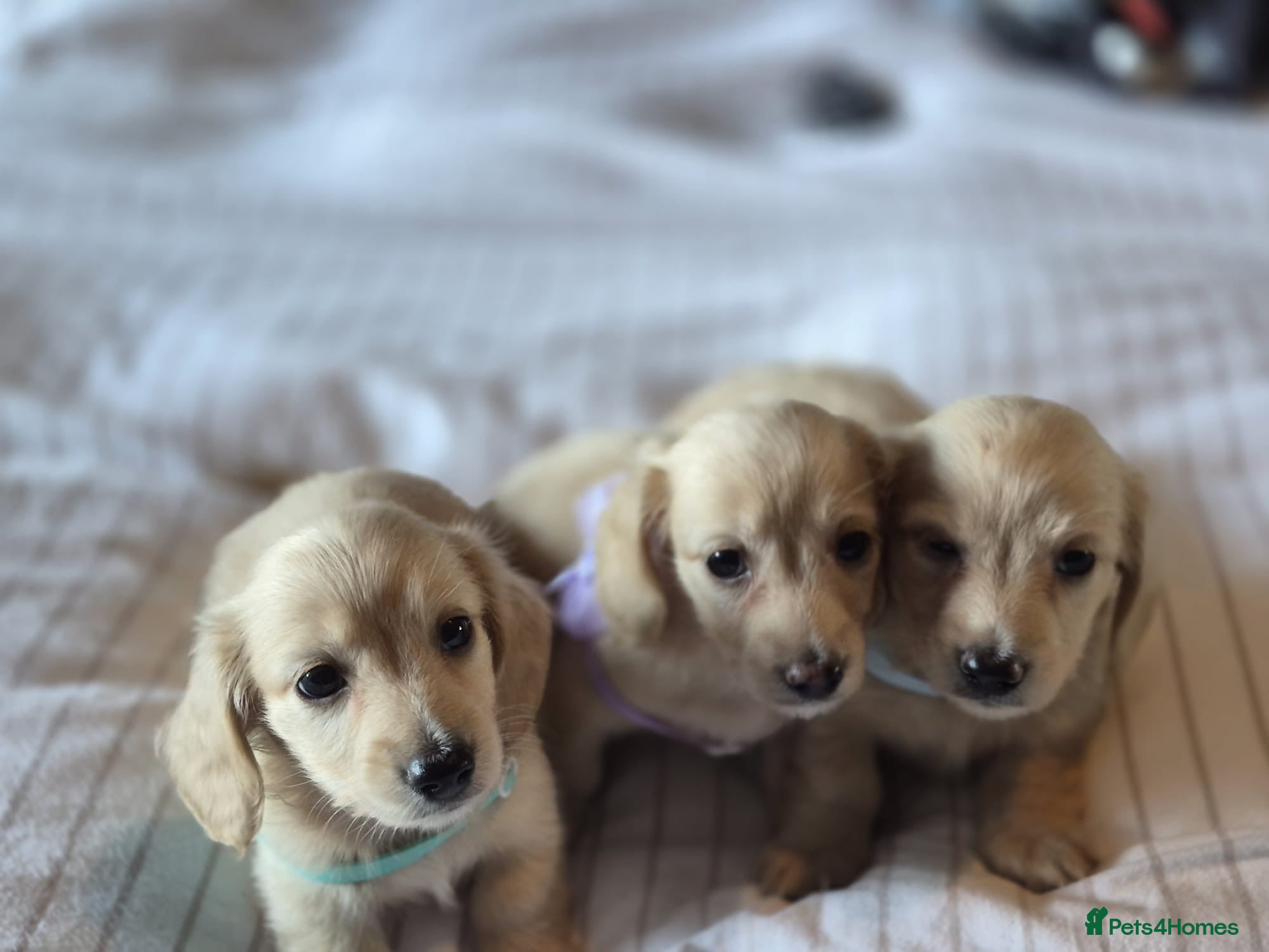 Miniature Dachshund dogs Cream Long Haired Pups KC - Advert 2