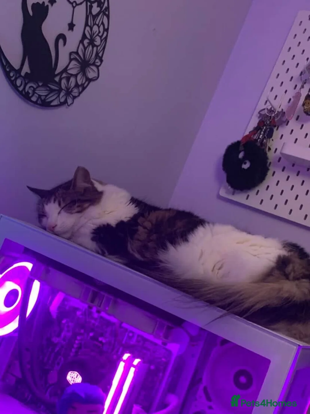 Mixed Breed cats for sale: Cuddly Male Cat - Advert 2