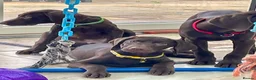 German Shorthaired Pointer dogs for sale: Stunning boy and girls  - Advert 6