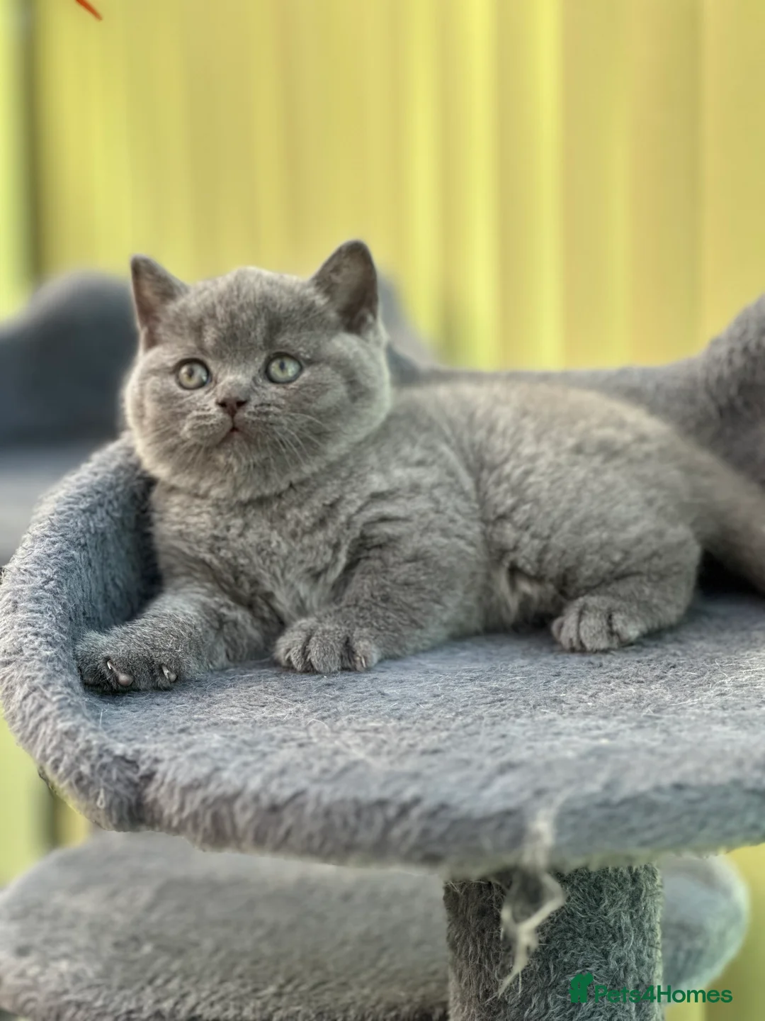 British Shorthair cats for sale: Gorgeous Blue Shorthair Girl - Advert 5