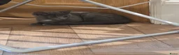 Domestic Shorthair cats for sale: Kittens ready to leave  - Advert 4