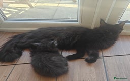Maine Coon cats for sale: Adorable GCCF Black smoke Maine Coons kittens  - Image 18