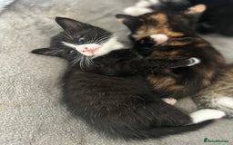 Mixed Breed cats for sale: Beautiful healthy kittens 1x Male and 2x female  - Image 12