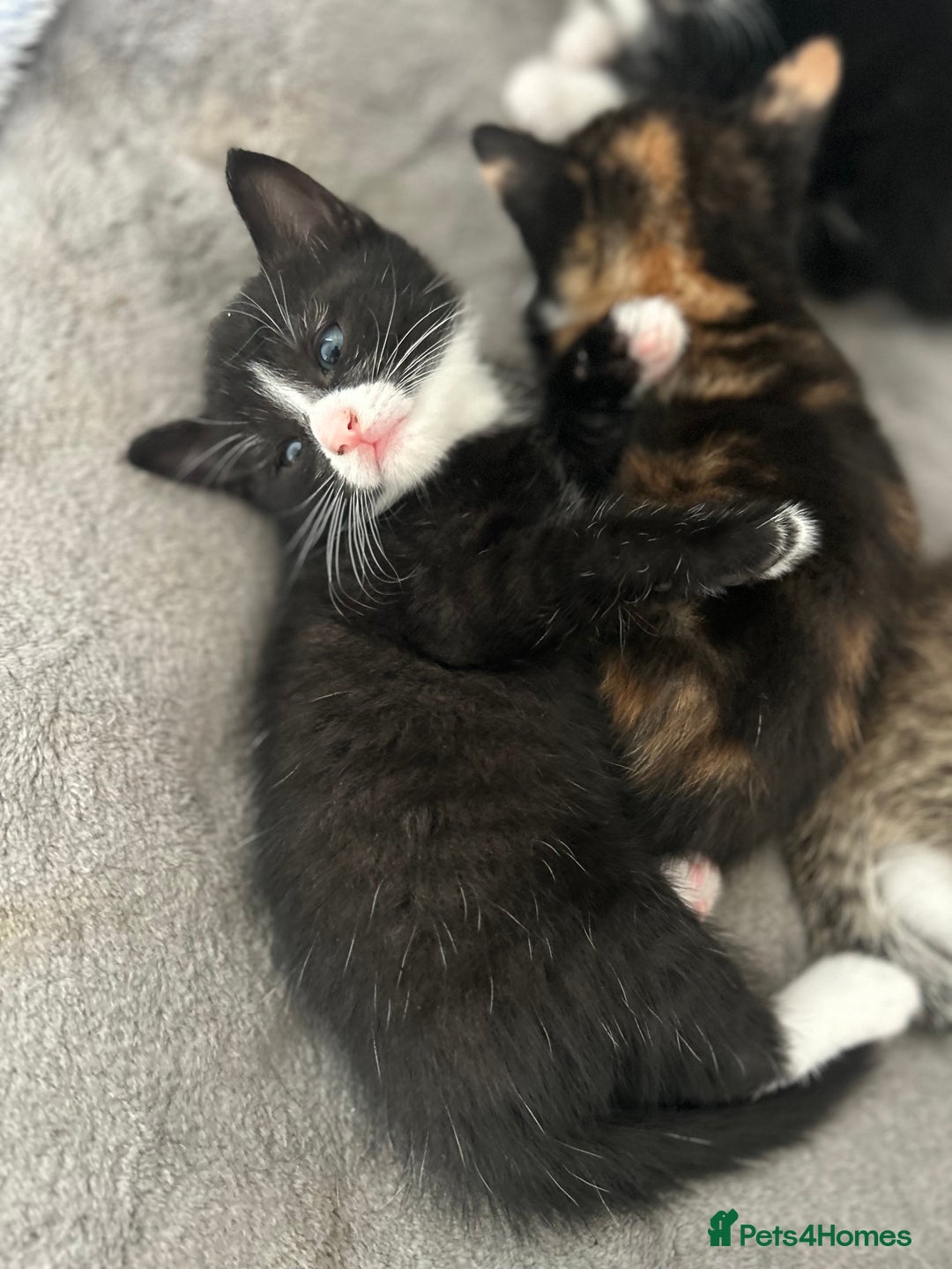 Mixed Breed cats for sale: Beautiful healthy kittens 1x Male and 2x female  - Image 12