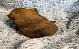 Pomeranian dogs for sale: Very adorable Pomeranian Puppies - Image 6