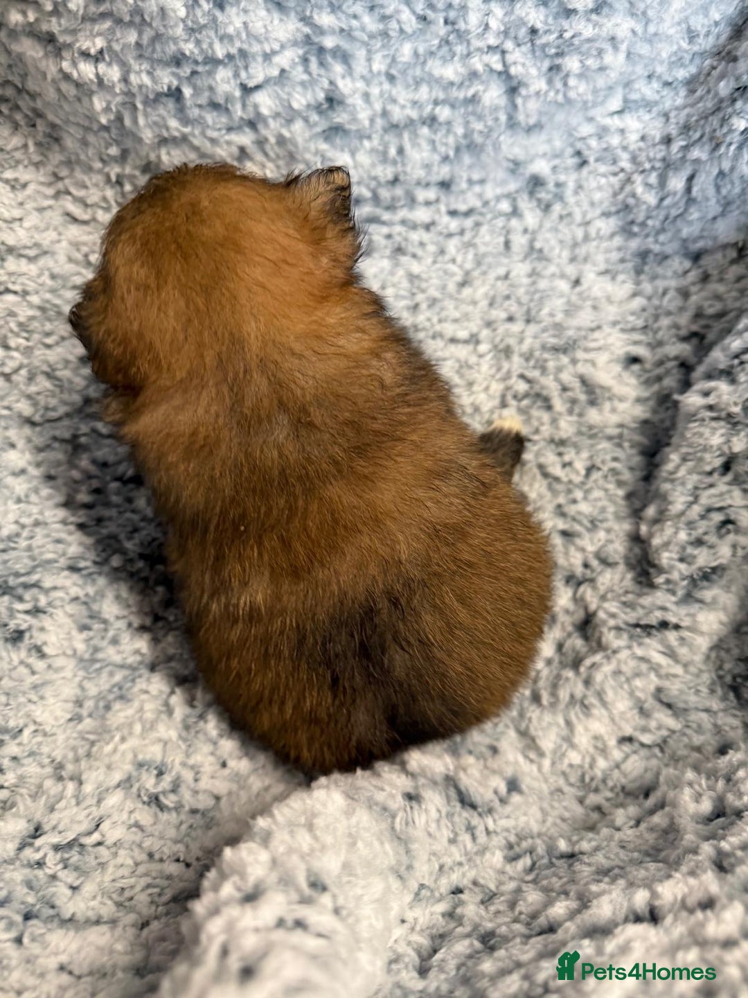 Pomeranian dogs for sale: Very adorable Pomeranian Puppies - Image 6