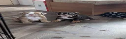 English Bulldog dogs for sale: English Bulldog Puppies –2 Beautiful Girls  in Reading - Advert 3