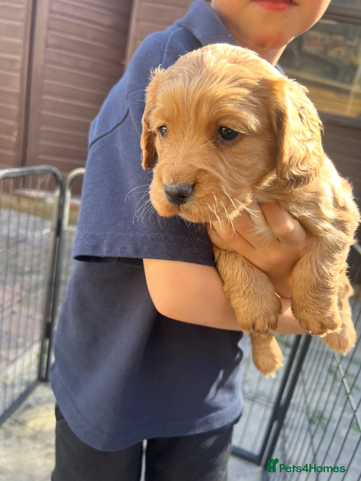 Cocker Spaniel dogs Kc Registered Cocker Spaniel Pups - Advert 2