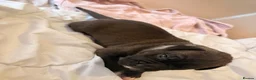Mixed Breed dogs for sale: Gorgeous cane corso cross puppy’s  - Advert 8