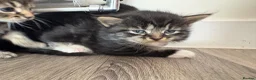 Mixed Breed cats for sale: 3 beautiful kittens  - Advert 7