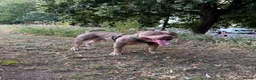 American Bully dogs for sale: Rehome Pablo  - Advert 4